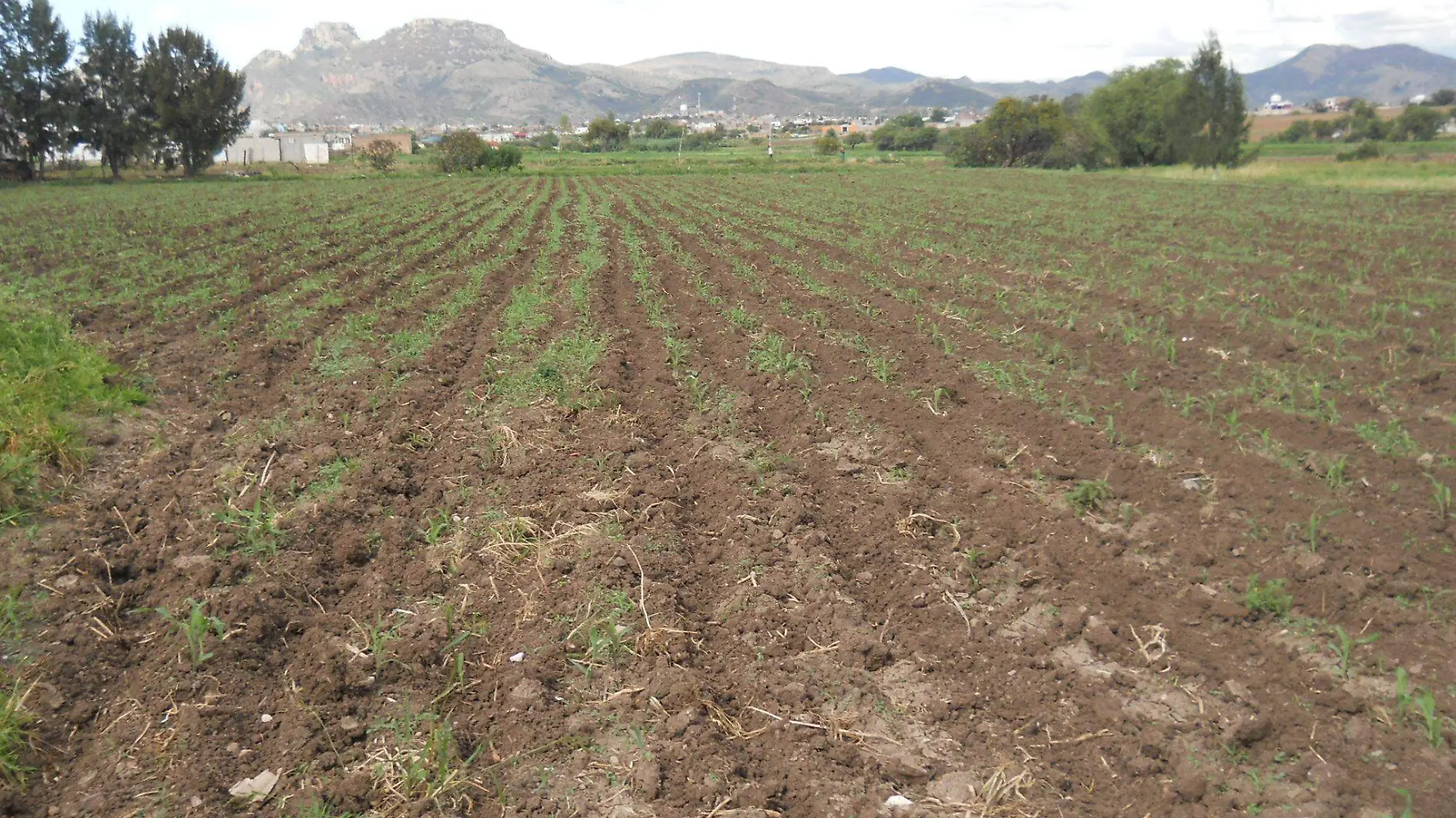 Guanajuato 16 mil hectareas se pierden por falta de lluvias Foto Crescencio Torres (3)